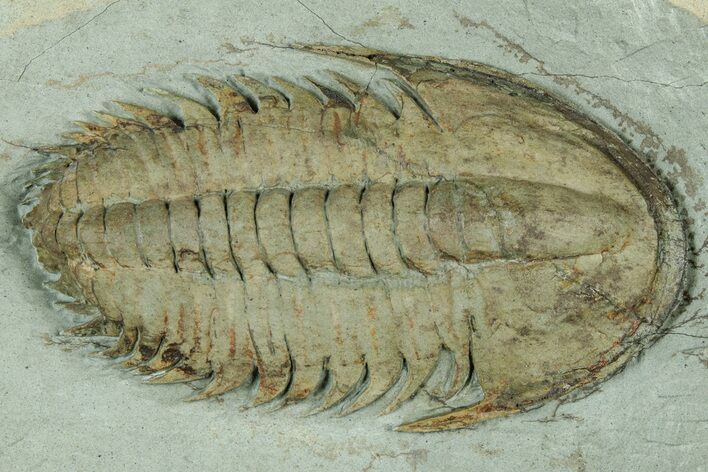 Lower Cambrian Trilobite (Longianda) - Issafen, Morocco #322567